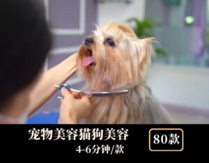 宠物美容猫狗美容中视频素材-大磊资源网