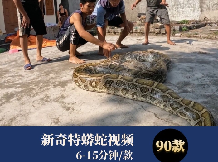 新奇特蟒蛇视频-大磊资源网