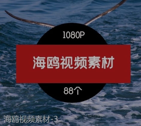 海鸥视频素材-3-大磊资源网