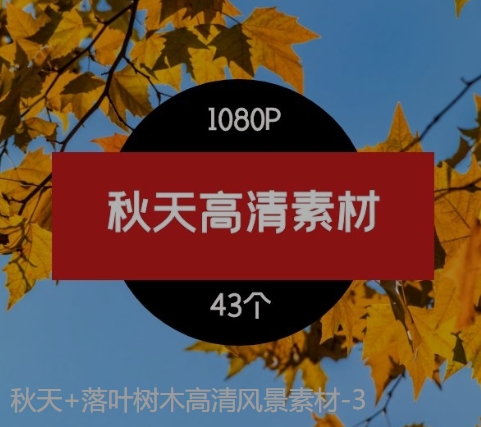 秋天+落叶树木高清风景素材-3-大磊资源网