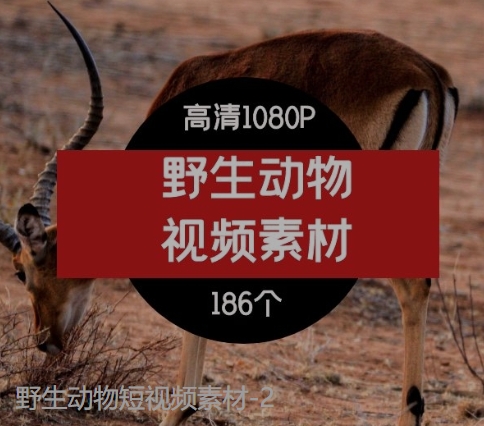 野生动物短视频素材-2-大磊资源网