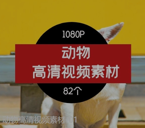 动物高清视频素材-01-大磊资源网
