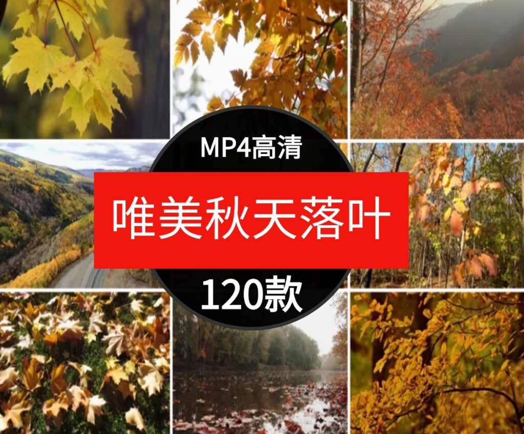 唯美秋天风景怀旧伤感落叶红叶枫叶树叶飘落实拍自媒体短视频素材-大磊资源网