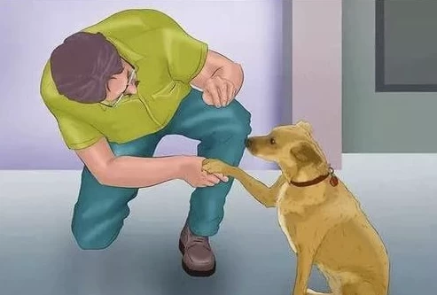 专业训犬教程（140节课）-大磊资源网
